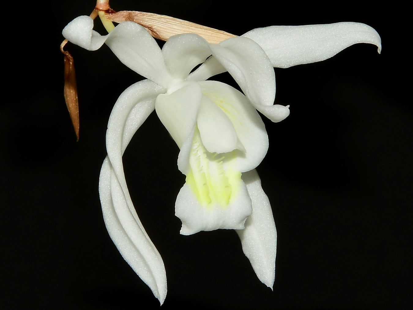 Coelogyne