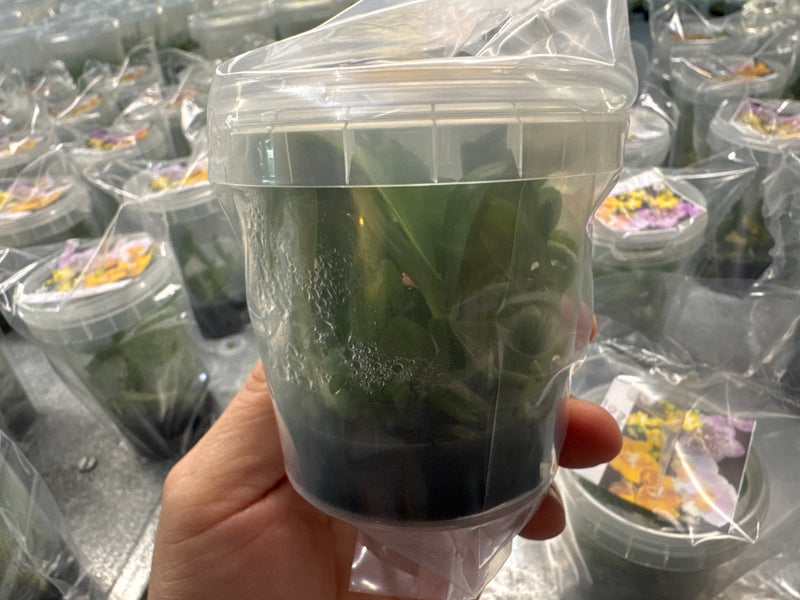 Phal. Überraschung (Surprise) OP Invitro