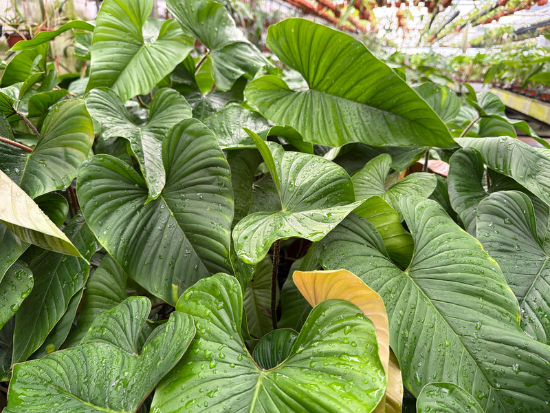 Philodendron pseudoverrucosum Cf.