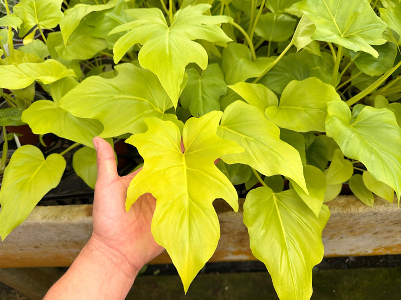 Philodendron selloum 'Golden' (11cm Topf)
