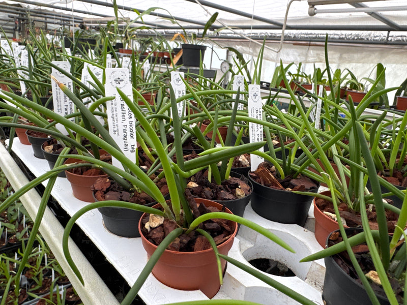 Leptotes bicolor (Topf 5,5 cm)