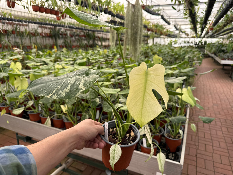 Monstera deliciosa 'Mint' Variegated  (13cm Topf)