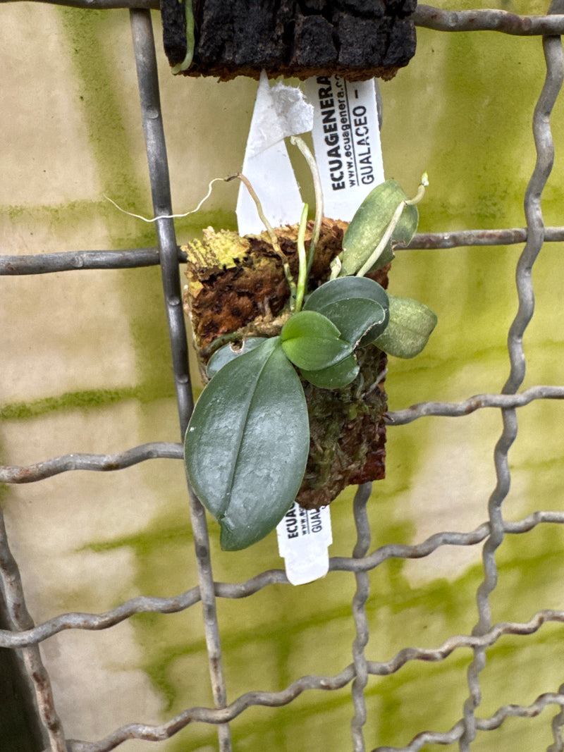 Aerangis pallidiflora