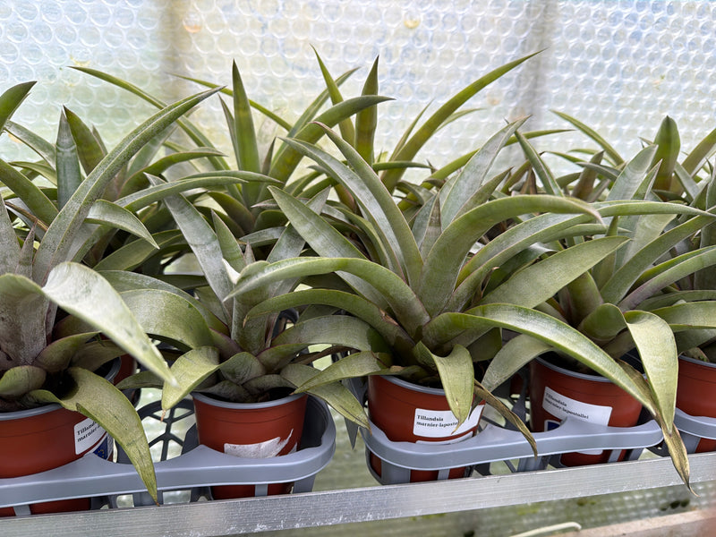 Tillandsia marnier-lapostollei