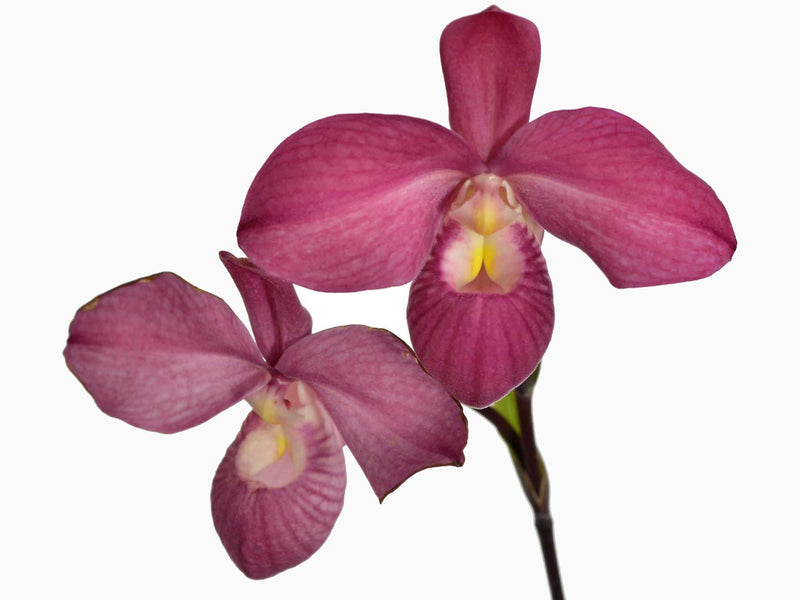 Phragmipedium Ivan Portilla