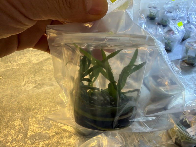 Cattleya Elegans OP In vitro