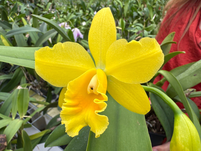 Sophrolaeliocattleya Minas De Oro 'M272 4N