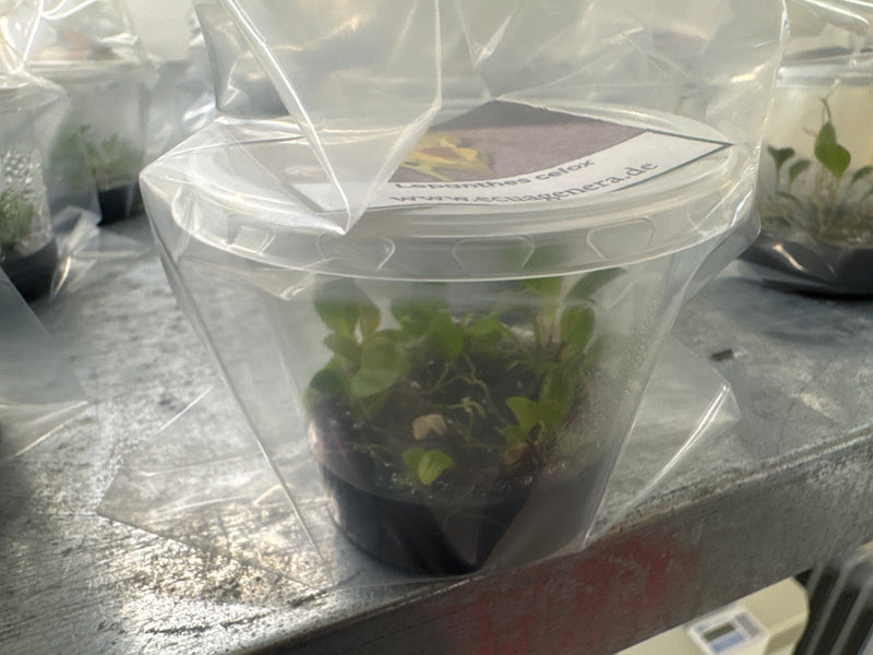Lepanthes celox OP in vitro