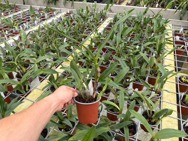 Cattleya bowringiana (11 cm Topf)