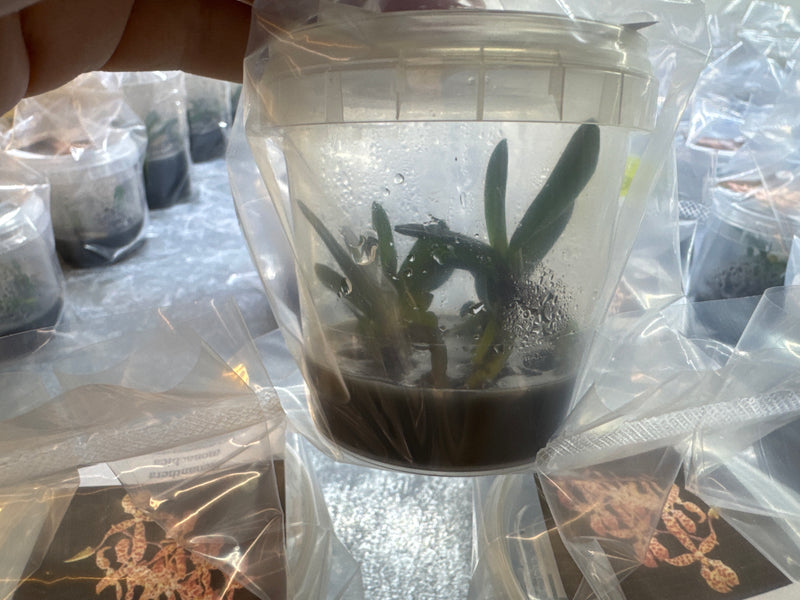 Renanthera monachica OP in vitro