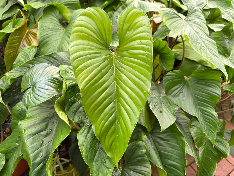 Philodendron pseudoverrucosum Cf.