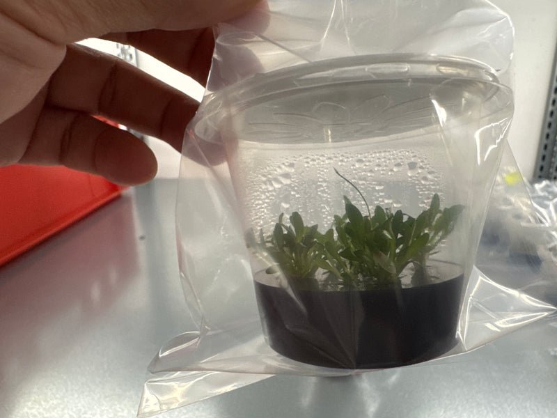 Platystele baqueroi OP in vitro
