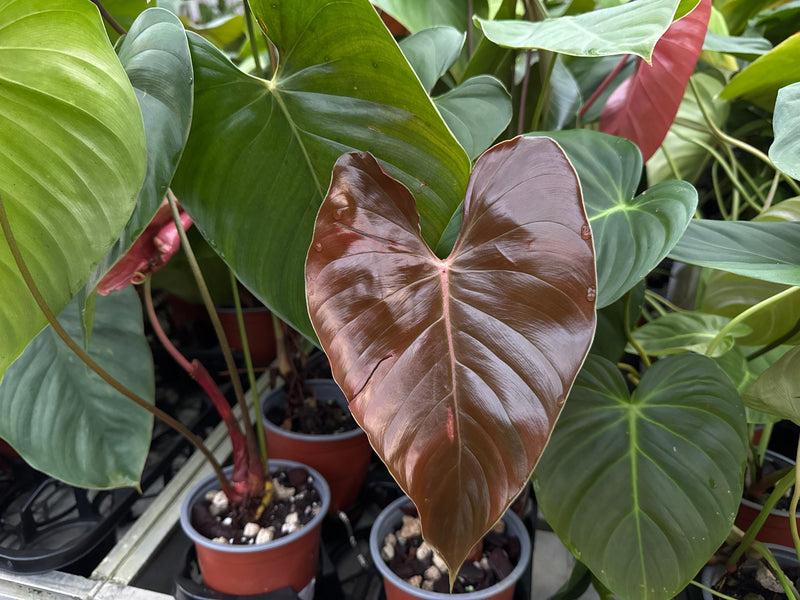 Philodendron lynamii