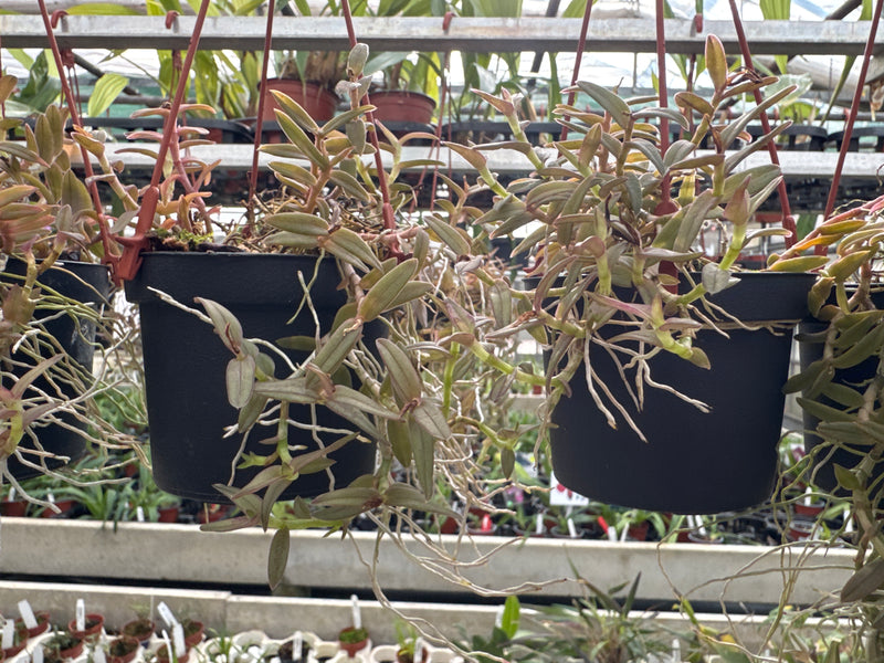 Epidendrum porpax (9cm Topf)