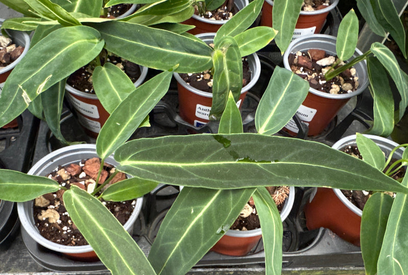 Anthurium warocqueanum S (11cm Topf)
