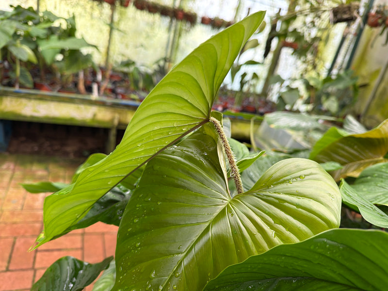 Philodendron pseudoverrucosum Cf.