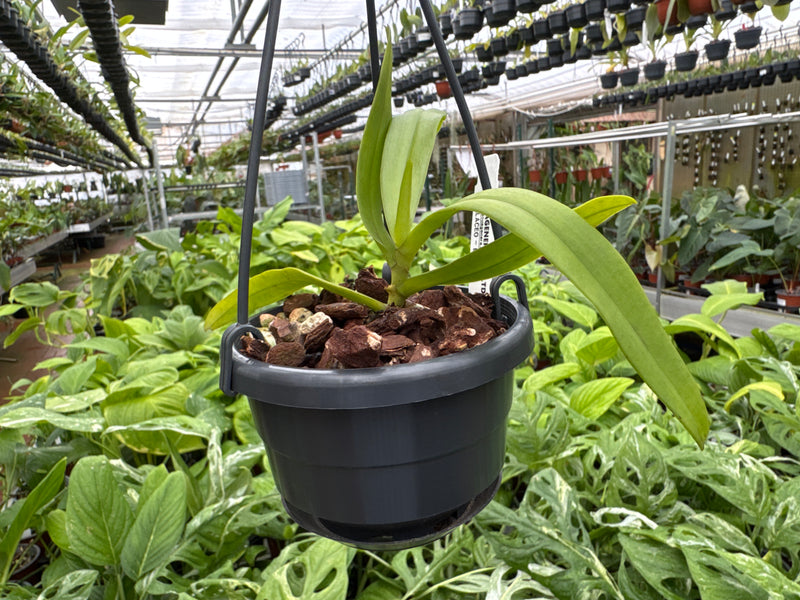 Gastrochilus calceolaris
