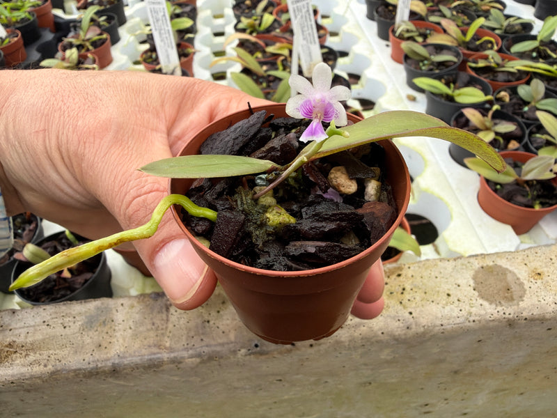 Kingidium deliciosum (5,5 cm Topf)