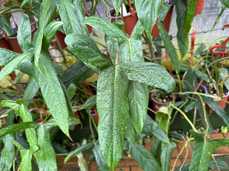 Philodendron Sweet Camila