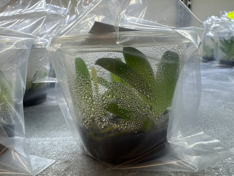 Bulbophyllum graveolens OP in vitro