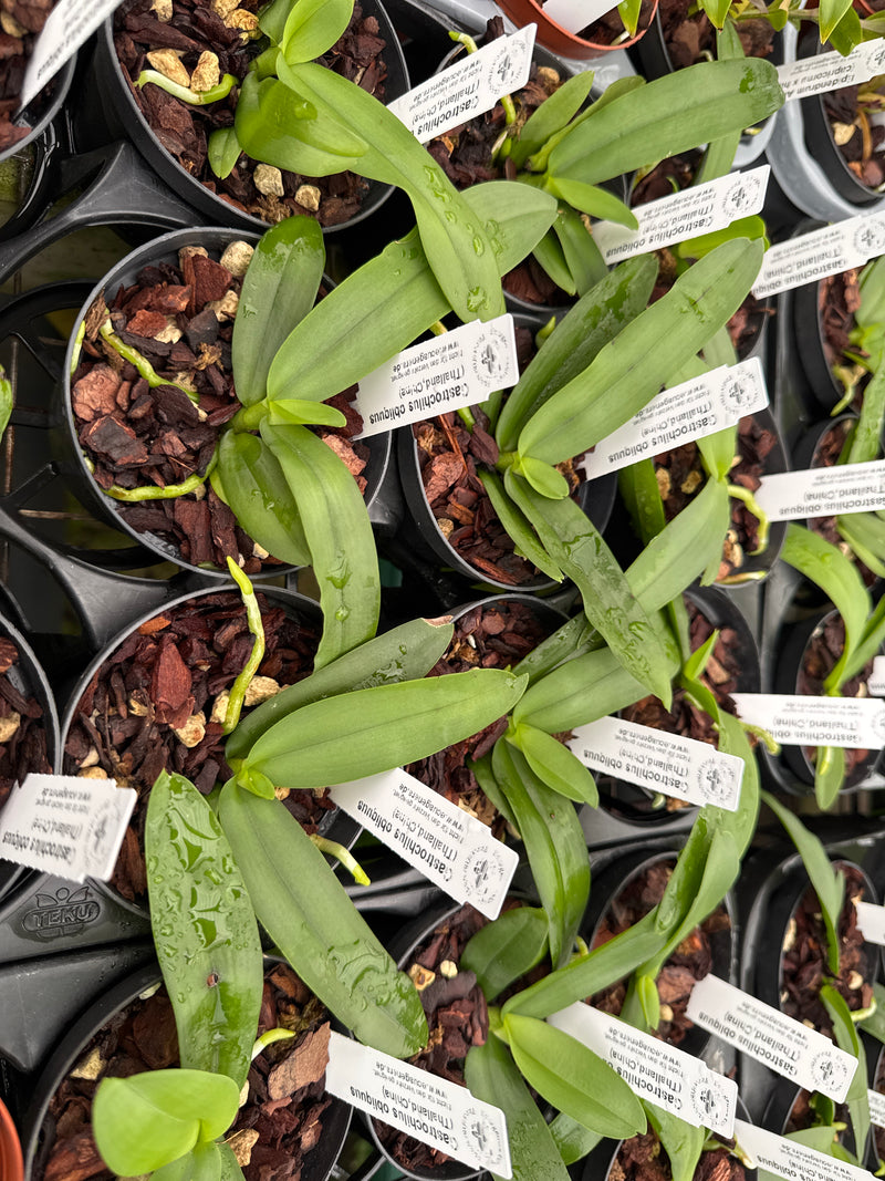 Gastrochilus obliquus (9 cm Topf)