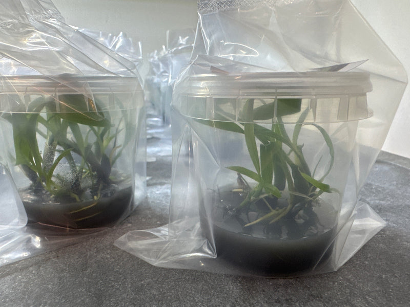 Chysis David Portilla OP in vitro
