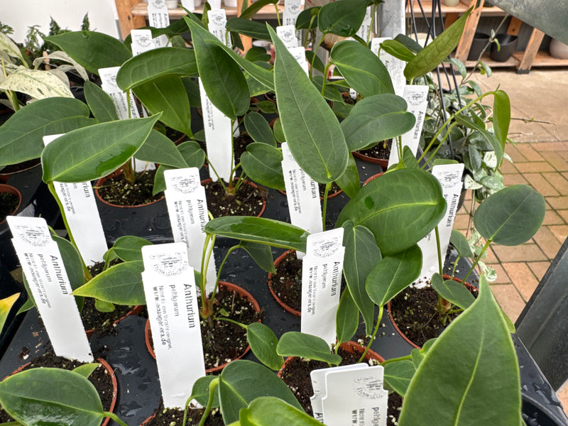 Anthurium peltigerum (5,5 cm Topf)