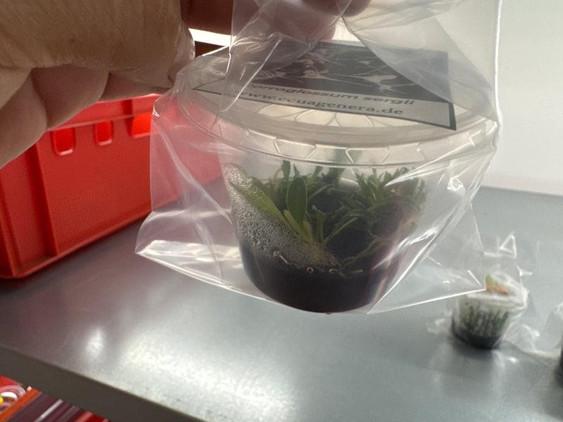 Porroglossum sergii OP in vitro