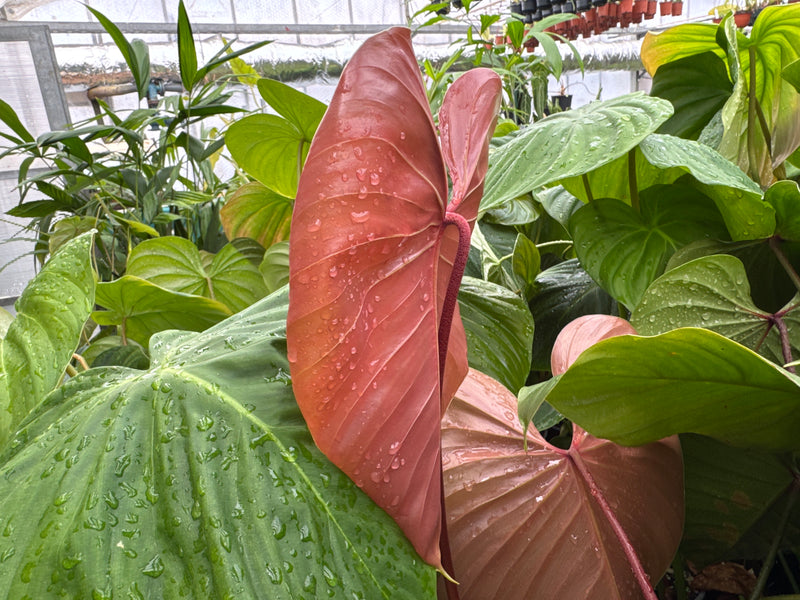 Philodendron lynamii