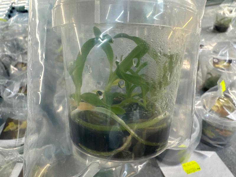 Laelia virens OP in vitro