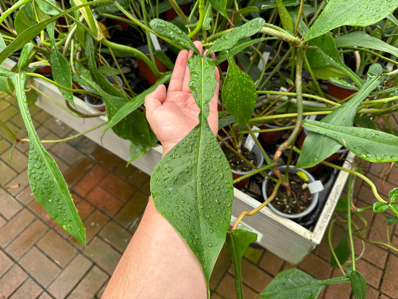 Philodendron x joepii