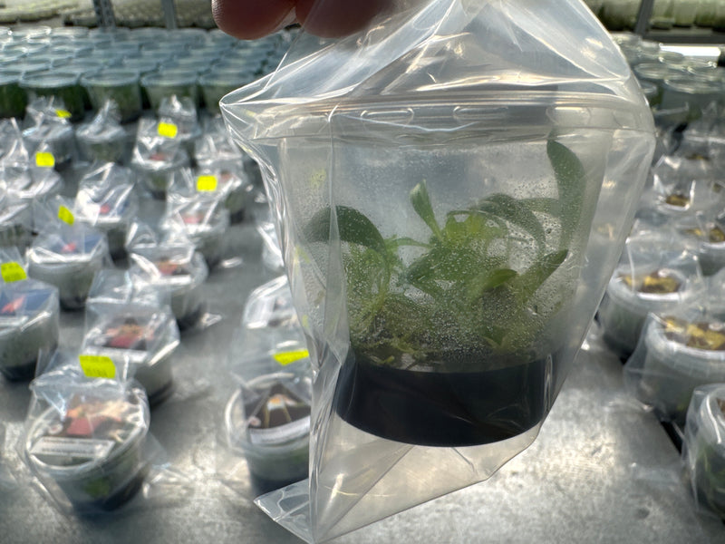 Masdevallia constricta OP in vitro