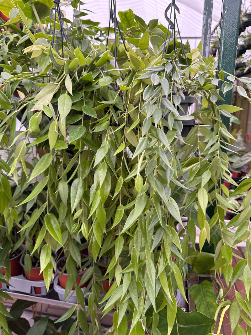 Ceratostema loucianae