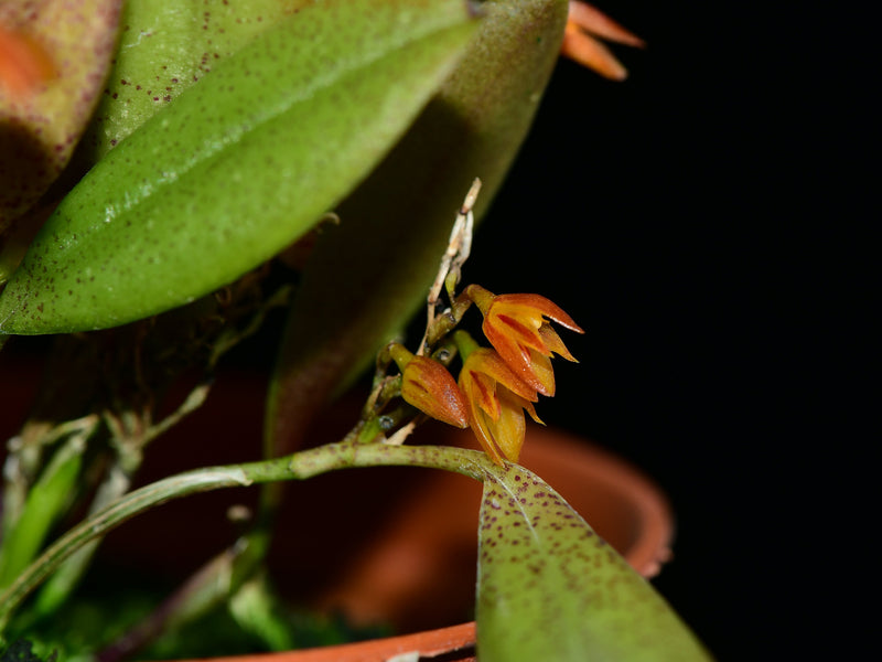 Acianthera auriculata