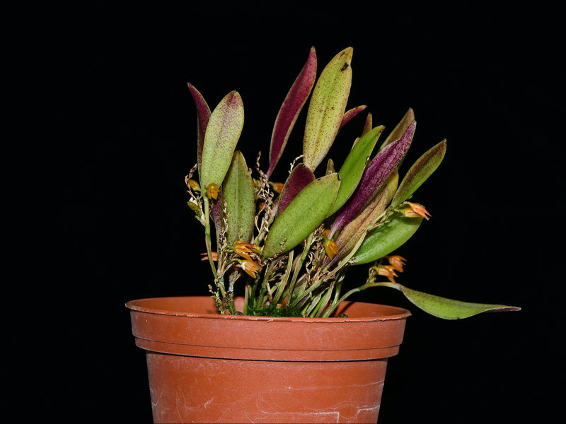 Acianthera auriculata