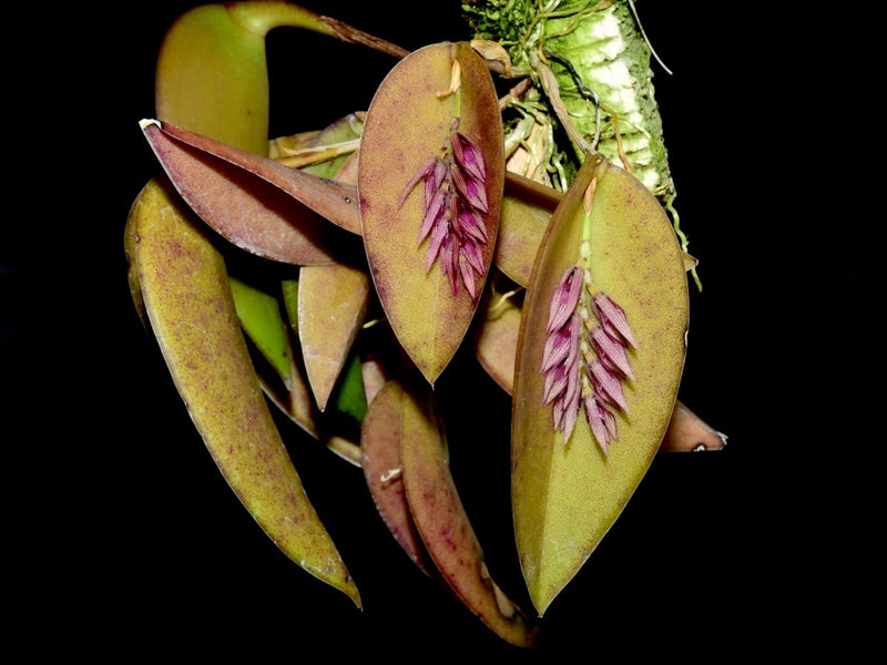 Acianthera pectinata OP in vitro