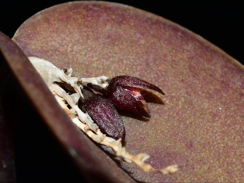 Pleurothallis prolifera