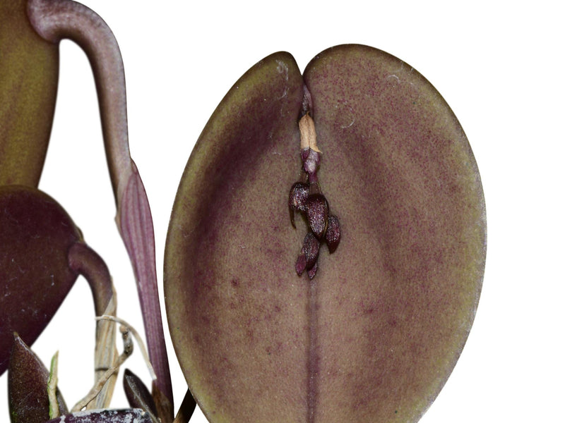 Pleurothallis prolifera