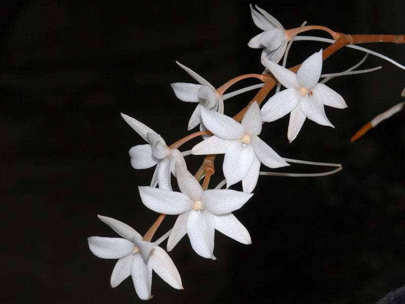 Aerangis articulata (10 cm Ampeltopf)