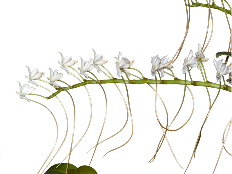 Aerangis ellisii (10 cm Ampeltopf)