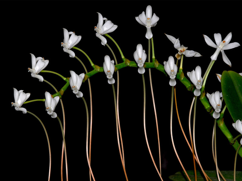 Aerangis ellisii (10 cm Ampeltopf)