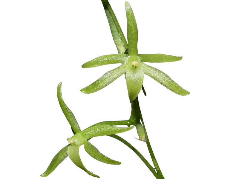 Aerangis pallidiflora