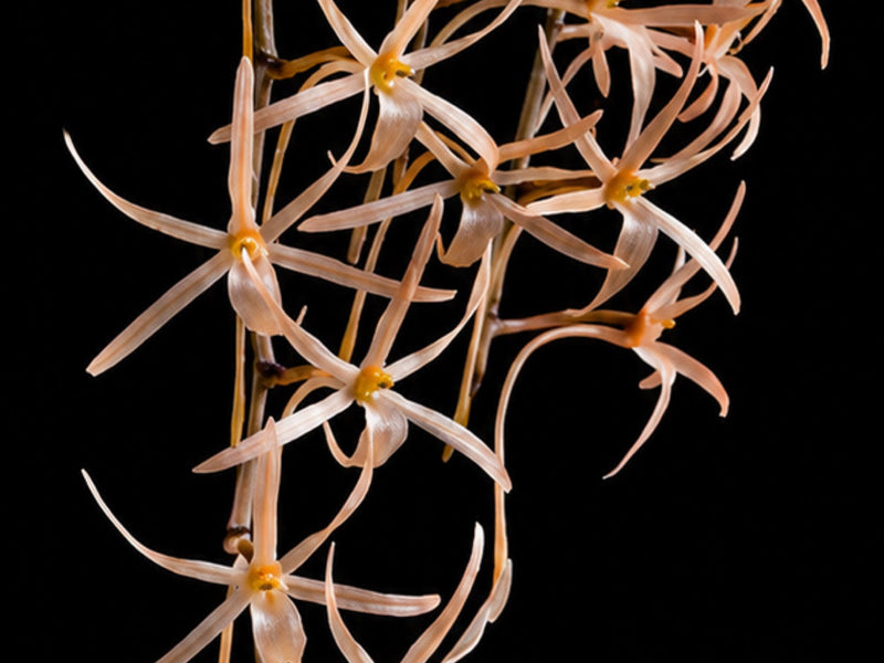Aerangis seegeri