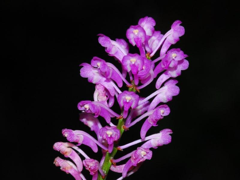 Aerides rubescens