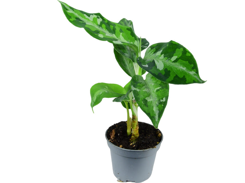 Aglaonema pictum 'Tricolor' (11cm Topf)