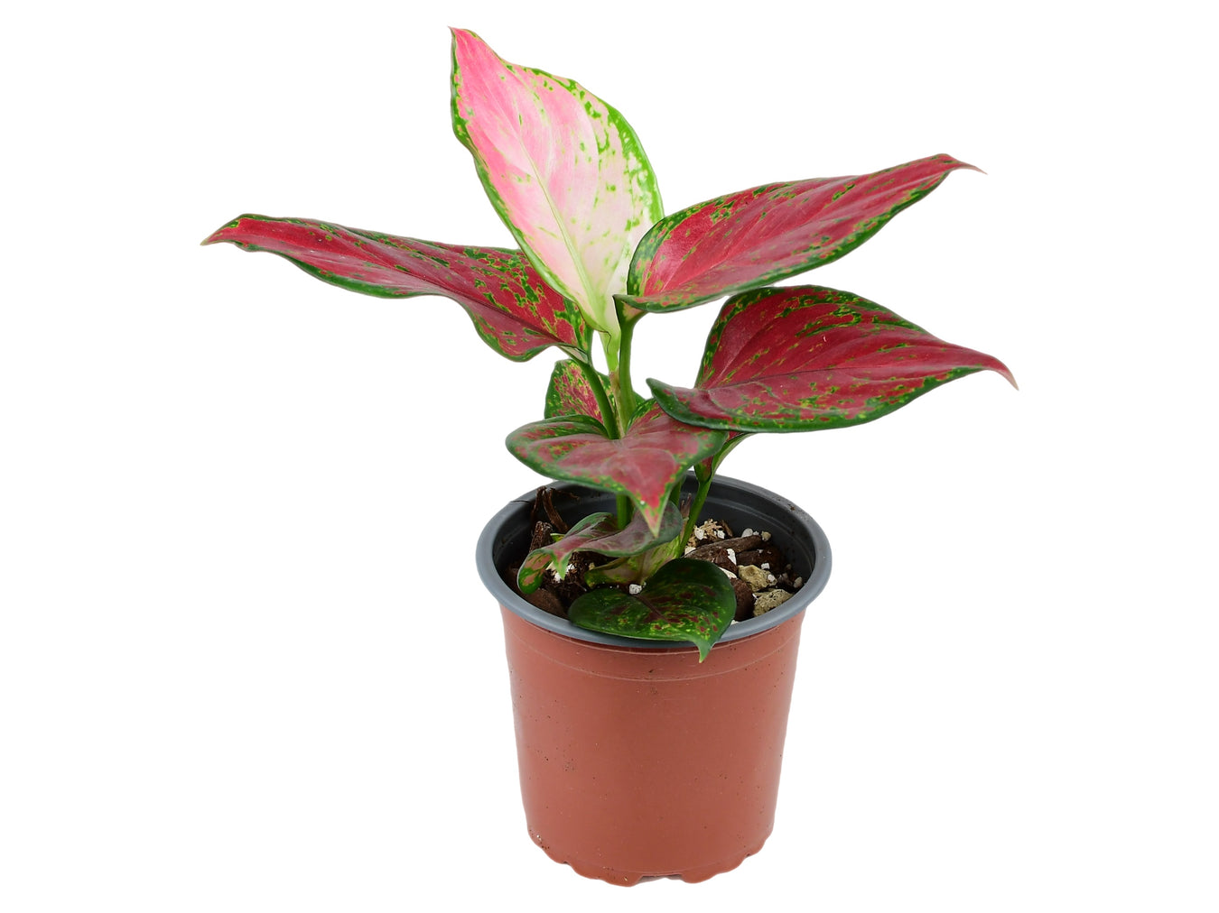 Aglaonema
