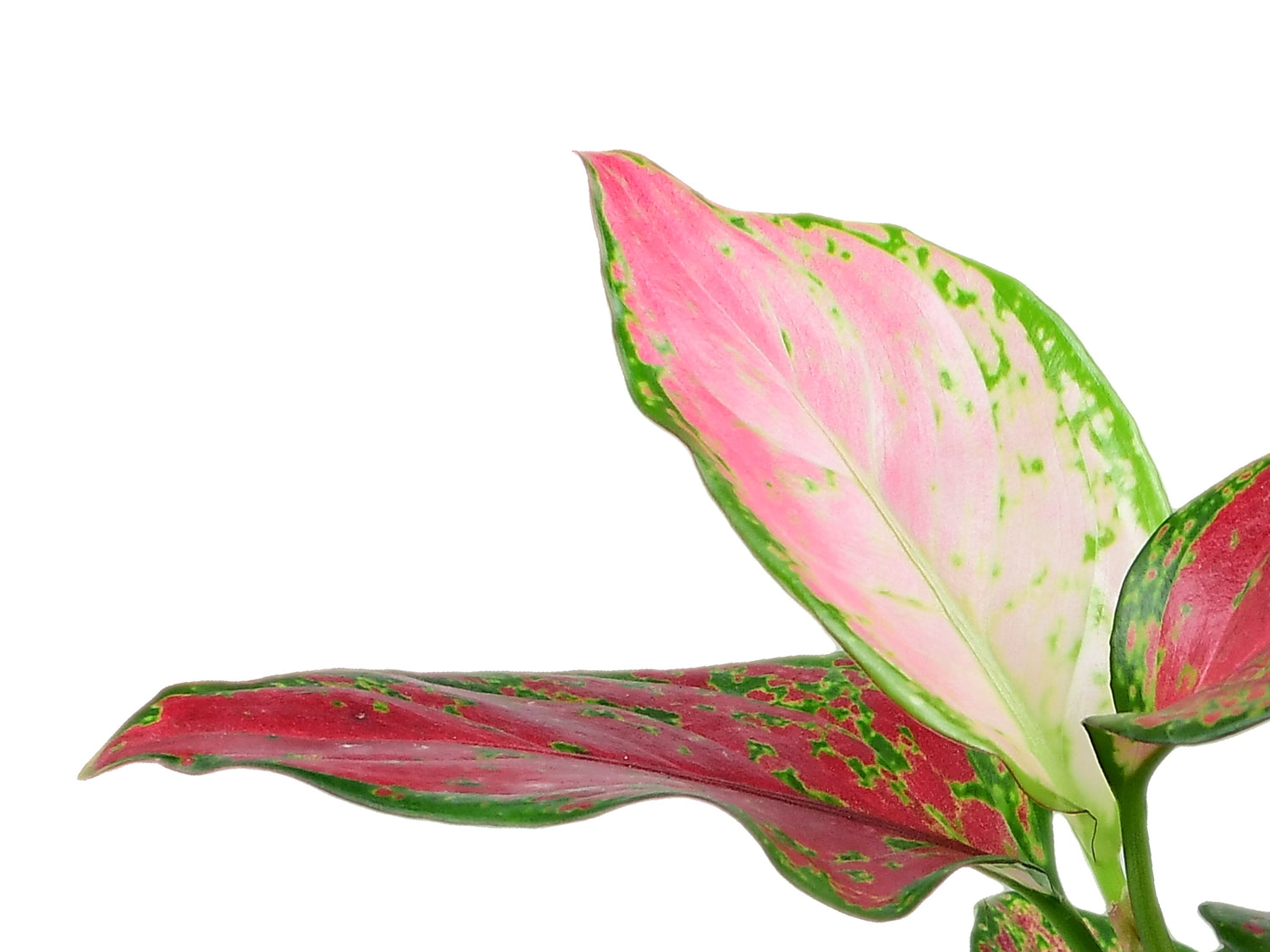 Aglaonema Fungui Red