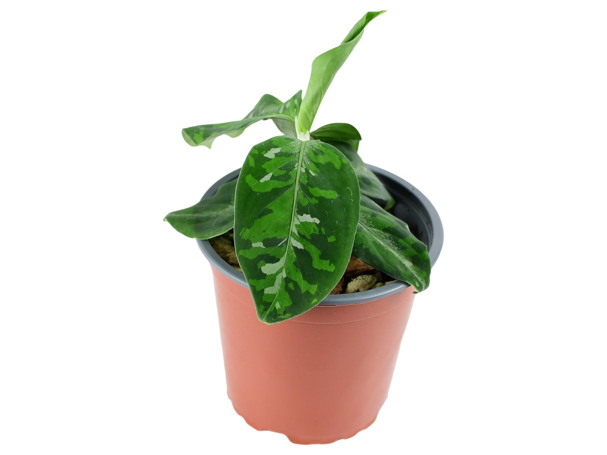 Aglaonema pictum 'Tricolor' (11cm Topf) — Ecuagenera Europe GmbH