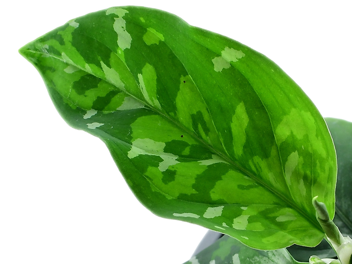 Aglaonema pictum 'Tricolor' (11cm Topf)
