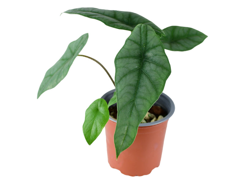 Alocasia heterophylla “Metallic blue”  (11cm Topf)